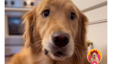 Illustration : Sunday, un Golden Retriever aux yeux expressifs, découvre le goût surprenant d'une pomme croquante