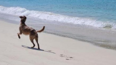 Illustration : "Découvrez la joie d’Angus, ce chien aveugle et qui avait été maltraité, lorsqu’il peut enfin courir en liberté sur la plage (vidéo)"