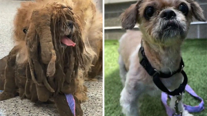 Illustration : "18 photos relatant la métamorphose d'un Shih Tzu errant secouru et toiletté"