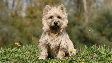 Illustration : "Cairn Terrier"