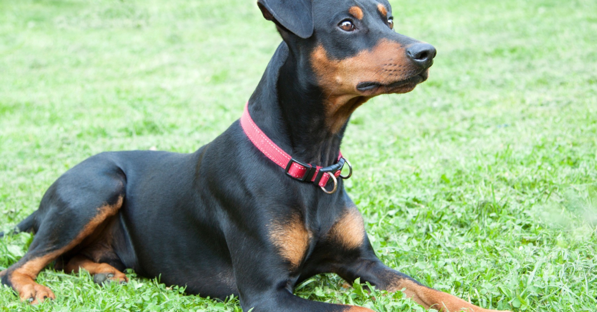 Pinscher Allemand histoire, caractéristiques, éducation et coût