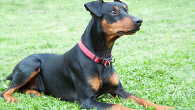 Illustration : Pinscher Allemand