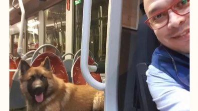 Illustration : "Un chauffeur de bus au grand cœur aide un chien perdu à rentrer chez lui"