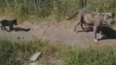 Illustration : Le sauvetage d'une maman chienne et de ses 2 chiots, abandonnés par leurs propriétaires lorsqu’ils ont déménagé (vidéo)