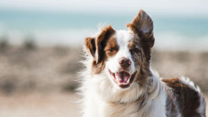 Illustration : "Un chien astucieux s'échappe du chenil pour retrouver son foyer alors que ses maîtres sont toujours en vacances"