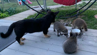 Illustration : "Un croisé Corgi devient le meilleur ami des bébés ratons laveurs orphelins (vidéo)"