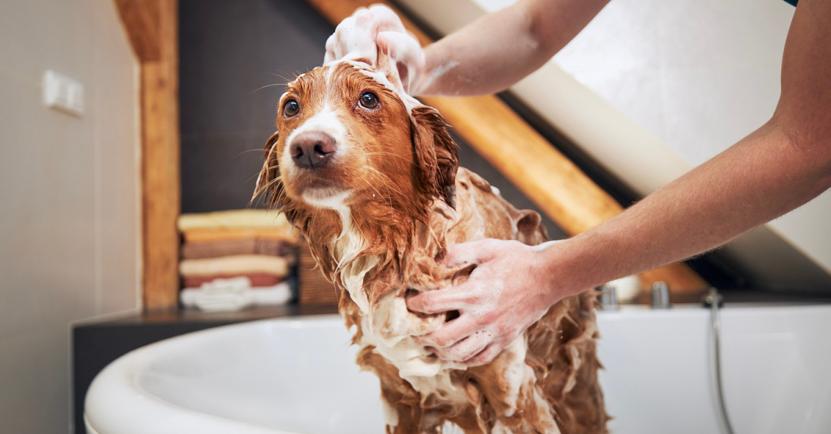 Laver et prendre soin du poil de son chien comment faire