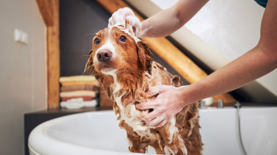 Illustration : "Laver et prendre soin du poil de son chien "