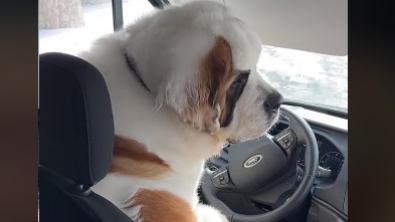 Illustration : Un Saint-Bernard intrépide prend le volant d'une camionnette Amazon pendant une livraison