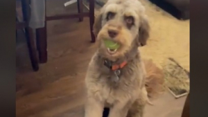 Illustration : "Quand un jeune Aussiedoodle doit décider entre deux objets convoités lors de son premier anniversaire d'adoption"