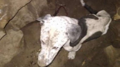 Illustration : Des randonneurs trouvent un chien perdu depuis 2 semaines, coincé au fond d’une cavité, située à 9 mètres de profondeur