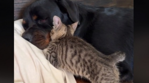 Illustration : "Découvrez la tendre affection qui unit Isla, la chienne Rottweiler et Bruno, le chaton (vidéo)"