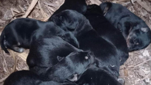 Illustration : "Une association lance un SOS pour 9 chiots nés d'une histoire d'amour canine sans lendemain"