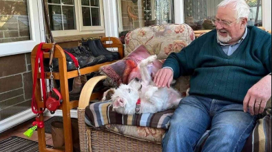 Illustration : "Buddy le Terrier : de l'euthanasie à une nouvelle vie après 500 jours d'attente"