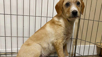 Illustration : Le courageux combat d'un petit chien pour surmonter son passé difficile après avoir été découvert seul et malade