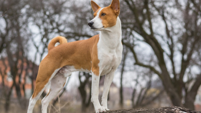 Illustration : "Basenji"