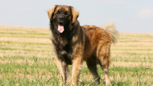 Illustration : "Leonberger"