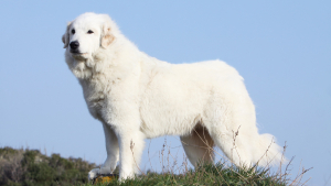 Illustration : "Chien de Montagne des Pyrénées"