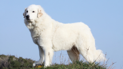 Illustration : Chien de Montagne des Pyrénées