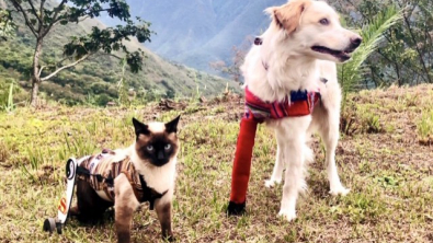 Illustration : "Un chat paralysé et un chien handicapé deviennent inséparables et apprennent ensemble à vivre avec leur handicap"