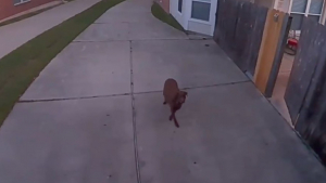 Illustration : "Témoin de la fugue de son chien grâce à sa caméra de surveillance, ce maître lui ordonne de rentrer à la maison "