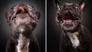 Illustration : "20 photos capturant les expressions de chiens attrapant des friandises en plein vol"