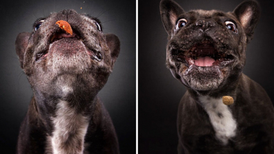 Illustration : "20 photos capturant les expressions de chiens attrapant des friandises en plein vol"