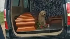 Illustration : "Un chien exprime sa loyauté envers sa défunte maîtresse de manière émouvante lors des funérailles"