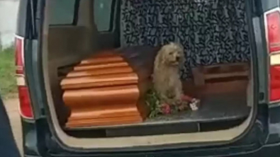 Illustration : "Un chien exprime sa loyauté envers sa défunte maîtresse de manière émouvante lors des funérailles"