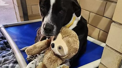 Illustration : Faites connaissance avec Jane, la croisée Border Collie passionnée de paresseux en peluche