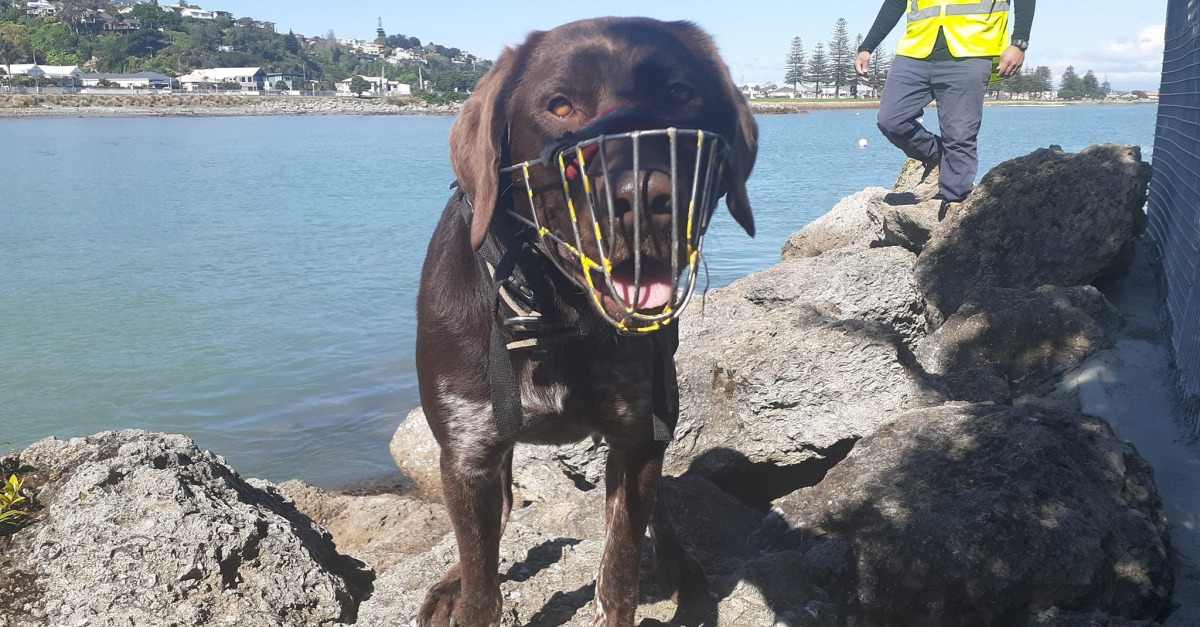 Rencontrez Miro, le chien qui sauvegarde les nids de pingouins avant