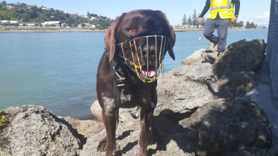 Illustration : "Rencontrez Miro, le chien qui sauvegarde les nids de pingouins avant les constructions (vidéo)"