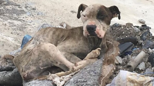 Illustration : "De la détresse à l'amour : le sauvetage émouvant d'un chien négligé et abandonné au bord d'une rivière"