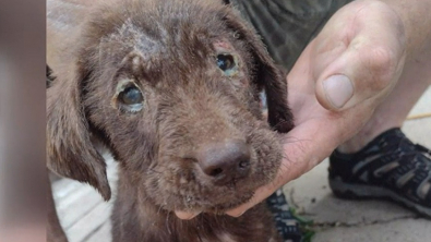 Illustration : Ce refuge espère trouver les fonds nécessaires pour soigner un chiot atteint de la gale, blessé au fémur et au bassin 