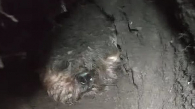 Illustration : Un chien passe 18 heures enseveli sous la terre, sa maîtresse appelle une secouriste spécialisée à l'aide