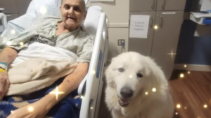 Illustration : "Yeti le chien de Montagne des Pyrénées apporte du réconfort à des patients dans des services de soins palliatifs (vidéo)"