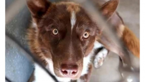 Illustration : "Brownie, le chien au passé difficile, soutient sa mère d'accueil lors d'une crise de tachycardie"