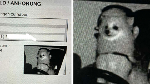 Illustration : Un chien écope d'une contravention pour excès de vitesse au plus grand étonnement de son maître 