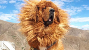 Illustration : "20 photos captivantes de Dogues du Tibet, ces géants à la fourrure léonine et au courage sans limite"
