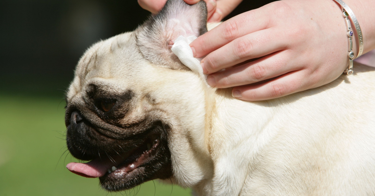 Laver les oreilles de son chien : comment faire ?