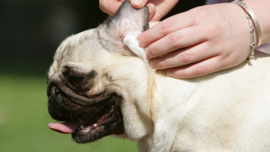 Illustration : "Laver les oreilles de son chien"