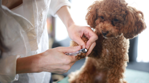 Illustration : "Entretenir les griffes de son chien"