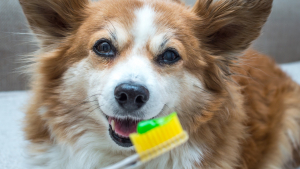 Illustration : "Brosser les dents de son chien"