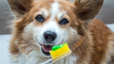 Illustration : "Brosser les dents de son chien"