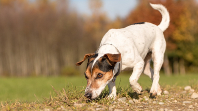 Illustration : "Les 5 sens du chien"