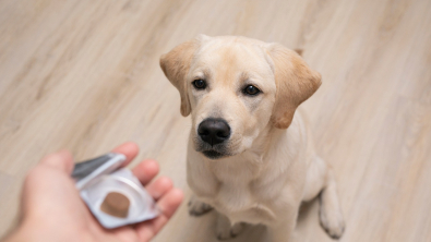 Illustration : "Donner un médicament à son chien"