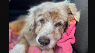 Illustration : Ce chien est retrouvé 7 ans après sa disparition et attend d’être à nouveau aux côtés de ses maîtres