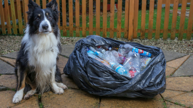Illustration : "Tous les jours, ce « chien écolo » ramasse les bouteilles jetées dans la rue et aide à la propreté de son quartier"