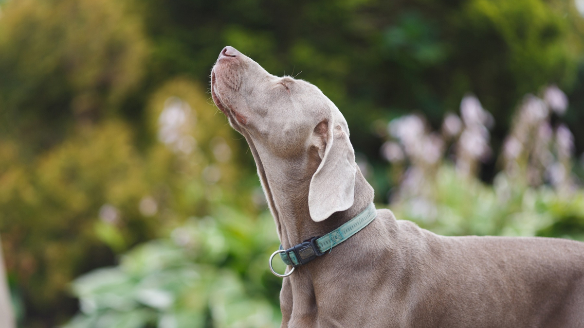 Les allergies du chien causes, symptômes et traitements — free download