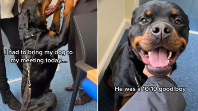 Illustration : Ce Rottweiler participe à la réunion professionnelle de sa maîtresse pour le plus grand plaisir de ses collaborateurs 